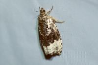 Apotomis turbidana