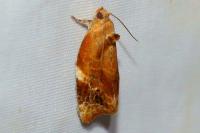 Ditula angustiorana