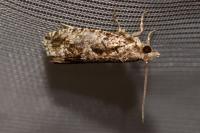 Zeiraphera isertana