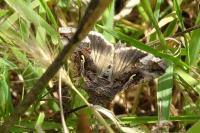Autographa gamma