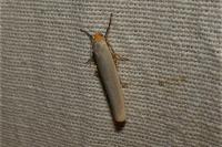 Eilema caniola