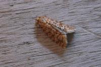 Lozotaeniodes formosana