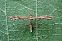 Oxyptilus distans