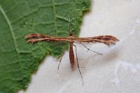Oxyptilus distans