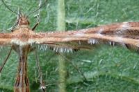 Oxyptilus distans