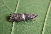 Elegia similella