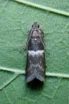 Elegia similella