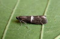 Elegia similella