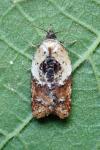 Acleris variegana