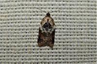 Acleris variegana