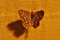 Chiasmia clathrata