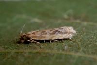 Bactra furfurana