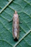Bactra furfurana