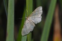 Idaea fuscovenosa