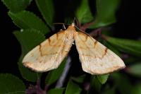 Gandaritis pyraliata