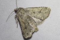 Anarta stigmosa