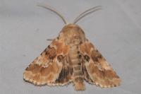 Eremobia ochroleuca