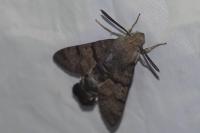Macroglossum stellatarum