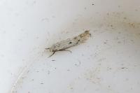 Elachista biatomella