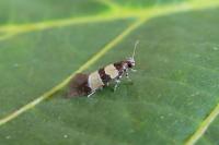 Goidanichiana jourdheuillella