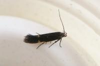Aproaerema anthyllidella