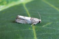 Gypsonoma aceriana