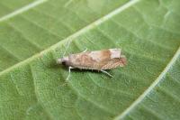 Eucosma conterminana