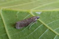 Assara conicolella