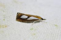 Catoptria pinella