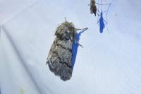 Thaumetopoea pityocampa