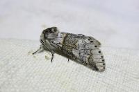 Furcula furcula