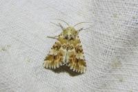 Eremobia ochroleuca