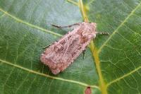 Euxoa nigrofusca/tritici