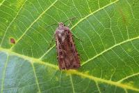 Euxoa nigrofusca/tritici