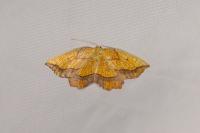 Epione repandaria