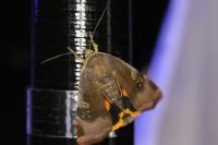 Noctua janthe