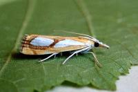 Catoptria pinella