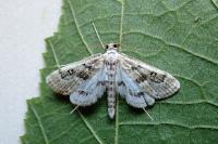 Parapoynx stratiotata