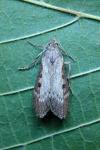 Lamoria anella