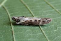 Lamoria anella