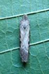 Lamoria anella