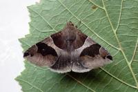 Dysgonia algira