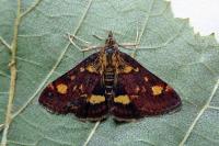 Pyrausta aurata