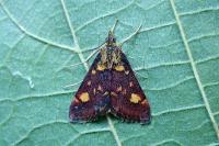 Pyrausta aurata