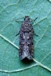 Teleiopsis diffinis