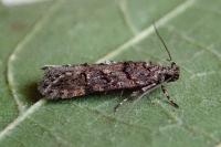 Teleiopsis diffinis