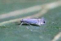 Phyllocnistis