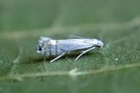 Phyllocnistis