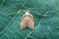 Carcina quercana