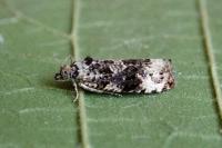 Apotomis turbidana
